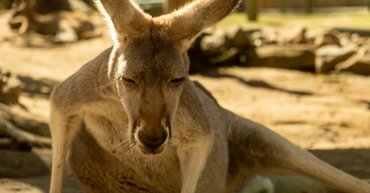 Factors Influencing Healing Times for Diverse Tattoo Styles